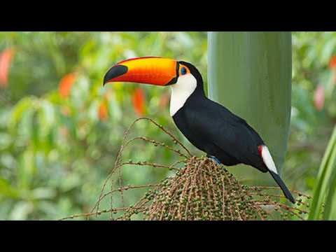 Vídeo: Que animais vivem em um bioma florestal?