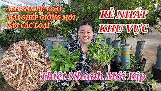 📞 Trà Thanh 0397529539 MAI GIỐNG MAI CON SẮP RỄ TẮC RẺ NHẤT HÔM NAY 11/05/2024 | Bến Tre Ơi