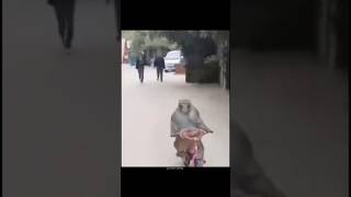 Gif names finding 199/2000🐒🚲 | MONKEY FUGA | #gif #instagram #short #trending #viral #meme #cat