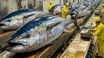 Inside a Modern Canned Tuna Factory: From Raw Catch to Shelf-Ready Tin