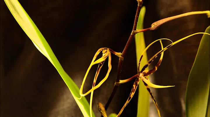 Odontobrassia Kenneth Bivens - Time Lapse