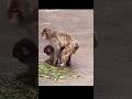 【パンチくん🐵】群れ全体で赤ちゃんを守る中、大きなパンチくんを包み込んだのは…母のぬくもりでした