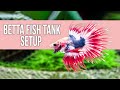 Betta Fish Tank Setup for Beginners