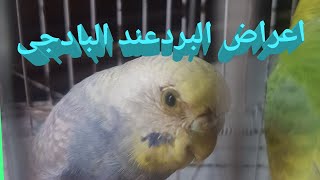 علاج البرد عند البادجى