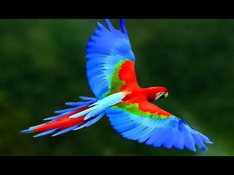 Video Top 20 Loài Chim Đẹp Như Tranh Vẽ - Jimi Channel - youtube