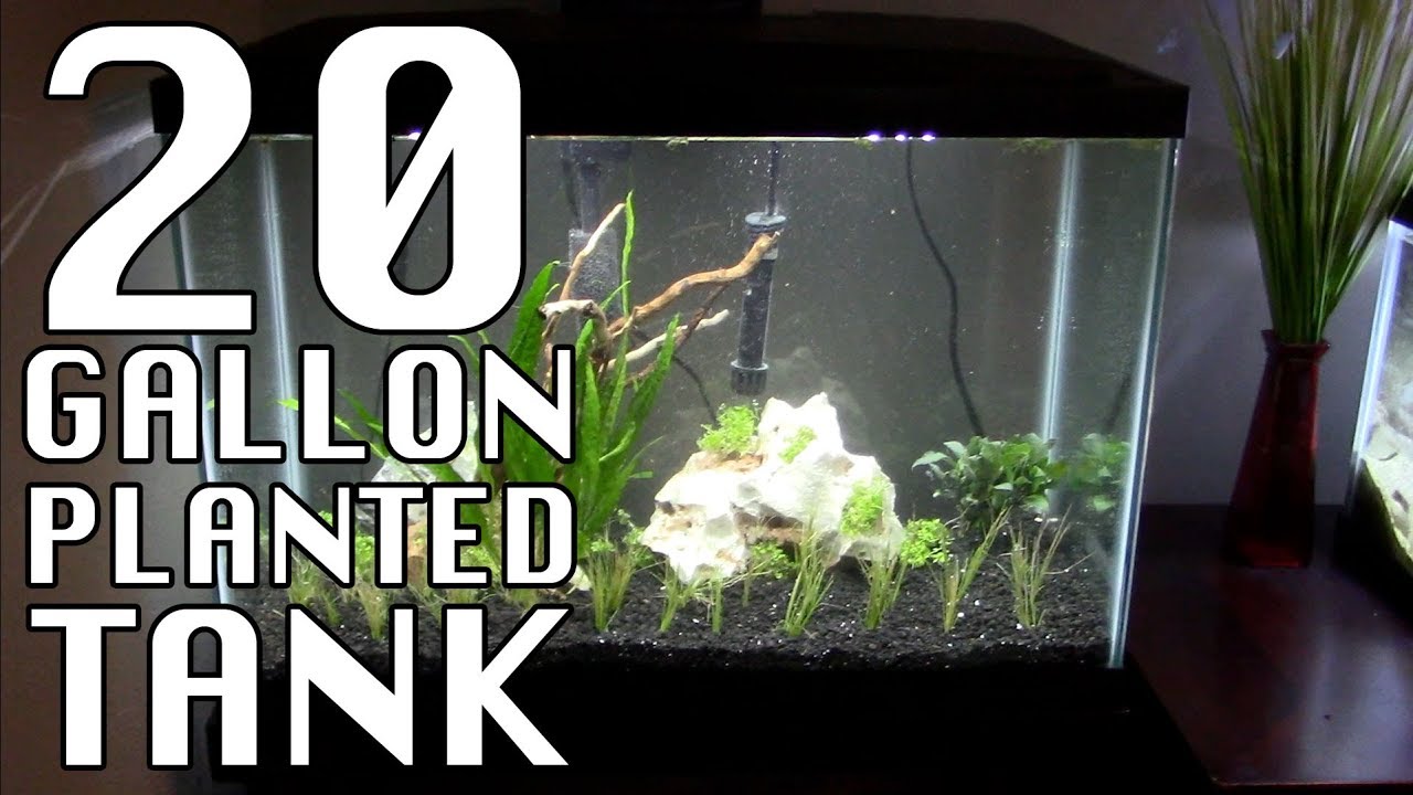 My Gallon Aquarium Planted Aquarium Aquascape Gallon Aquarium My XXX Hot Girl