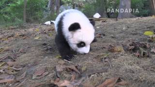 pandapia 20141024 太陽室外 星語 在草地上走路。已經可以走一段距離了