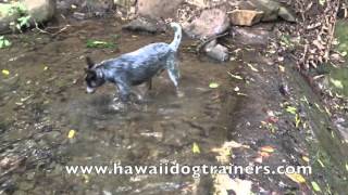 Blue Heeler "Aussie" Amazing Transformation to 100% Off Leash Obedience! 2 Week Board and Train