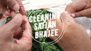 Cleaning Saijan Bhajee || Moringa Plant- Episode 65