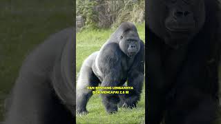 Gorilla | Primata Terbesar Di Dunia Asal Afrika