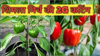 शिमला मिर्च कि 2G कटिंग कैसे करें / गमले मैं उगाये ढेरों शिमला मिर्च