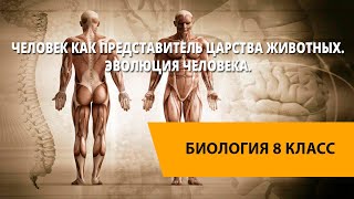 Человек как представитель царства животных. Эволюция человека.