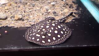Potamotrygon Leopoldiblack Diamond Juvenile Feedi