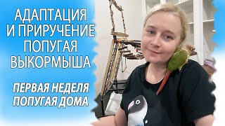 АДАПТАЦИЯ И ПРИРУЧЕНИЕ ПОПУГАЯ ВЫКОРМЫША |ПЕРВАЯ НЕДЕЛЯ В НОВОМ ДОМЕ