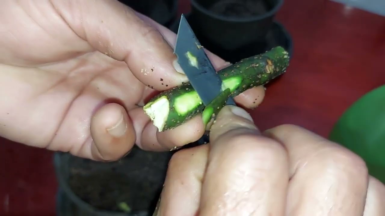 EXTRAORDINÁRIO ENRAÍZE 4 ESPÉCIE FRUTÍFERAS COM ESSA TÉCNICA!!!