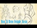 how to draw female torsos