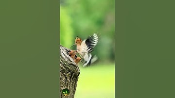 Close-up of Mother Bird Feeding Baby Birds | Nature
