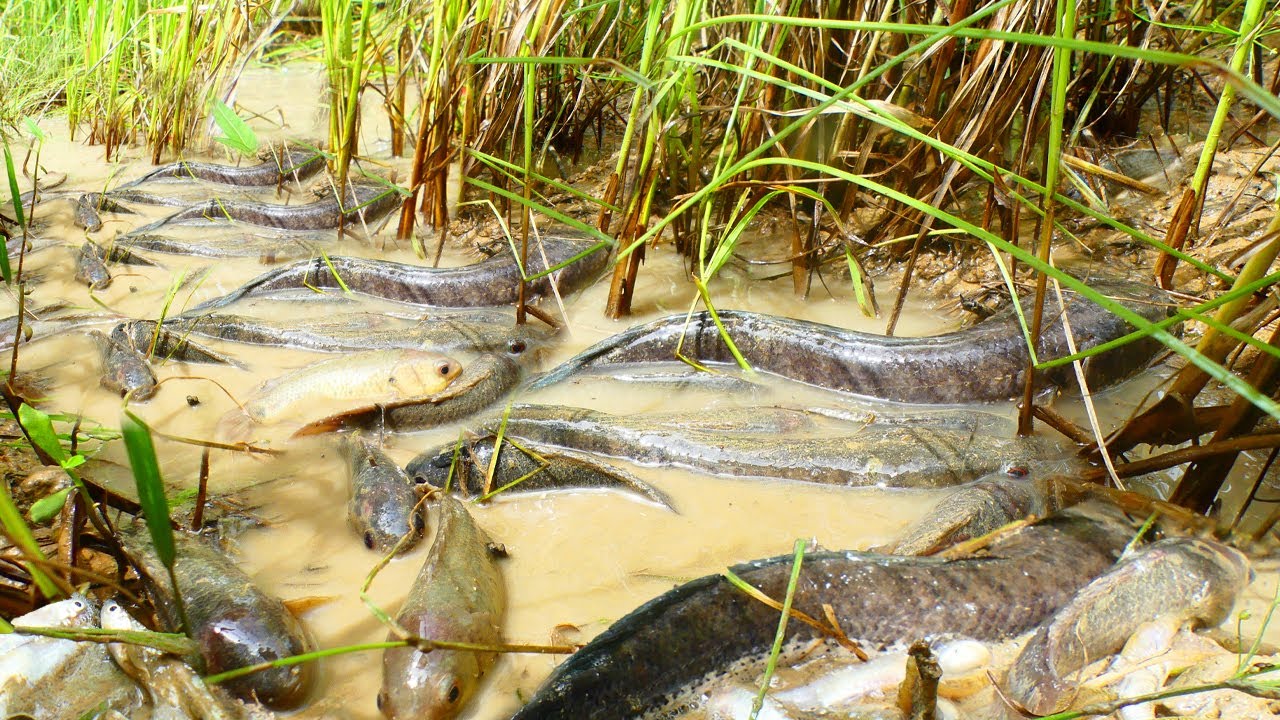 Shell Fish From Rice Feild Wow amazing! Catching fish a lots in rice field- Natural fish seen in ...