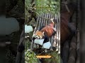 comfort 🥰 #youtubeshorts #viralvideo #redpanda #iceblocks #sleepy #cool #cute #cuteanimals #funny