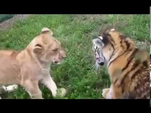 Who would win in a fight between a lion and a bear?