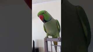 Indian Ringneck parrot talking