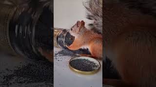 Clumsy Squirrel Creates A Jarring Snack Grab
