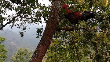 Qaib dib suab qua zoo cuab tuaj zoo gà mồi gáy chuẩn