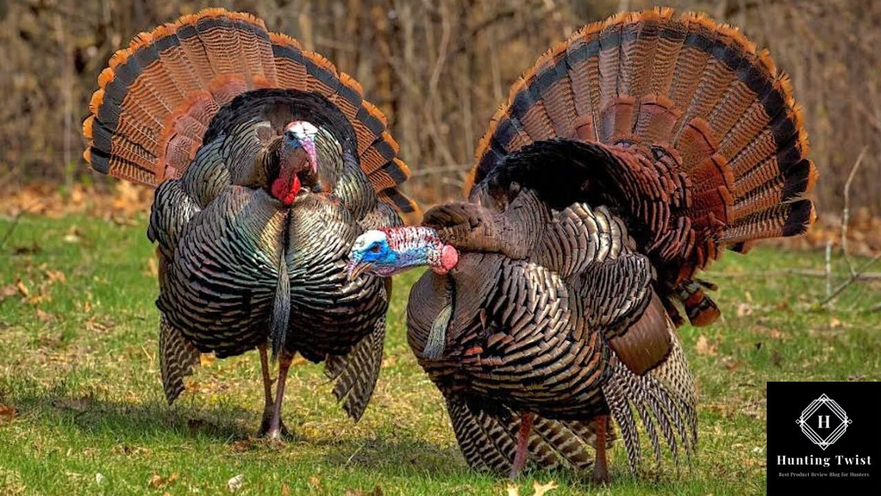 Turkey Hunting in South Carolina YouTube