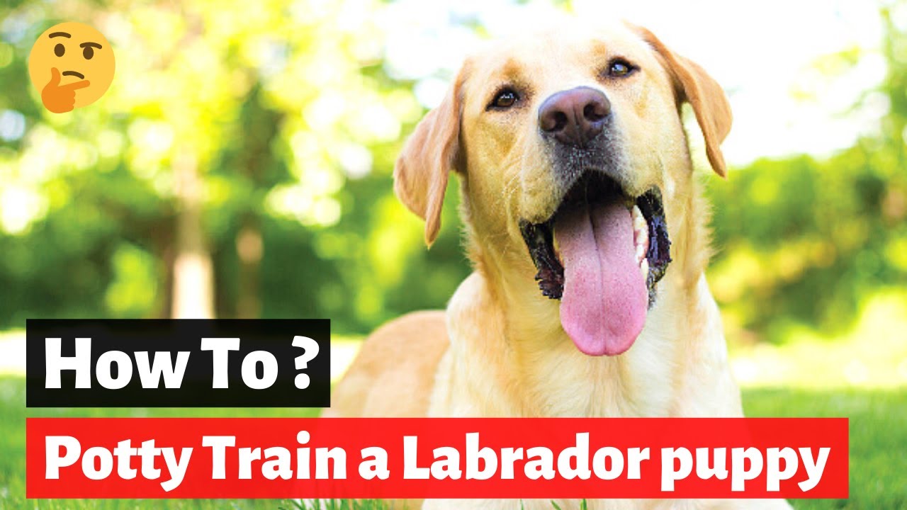 How to Potty Train a Labrador Retriever puppy? (Easy to
