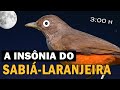 POR QUE SABIÁS CANTAM A NOITE? Quantos sabiás existem no Brasil? CANTO MELÓDICO DO SABIÁ-LARANJEIRA