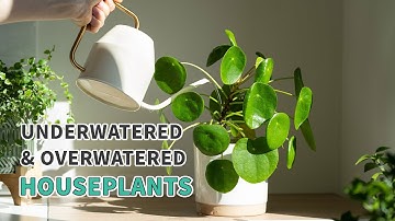 How to treat underwatered and overwatered houseplants #plants #houseplants #plantcare