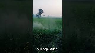 Village Vibe Sunil Yadav Vlogs 