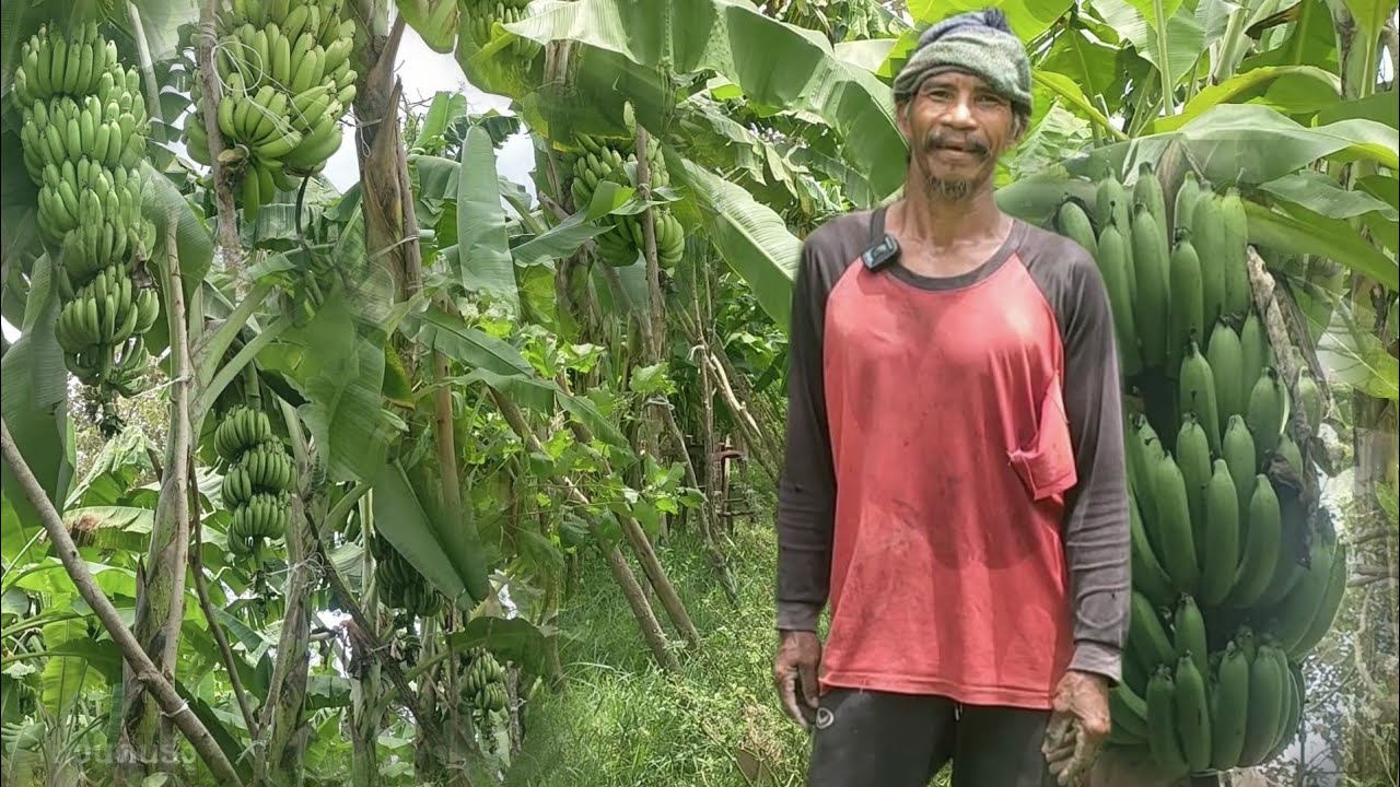 สุดยอดลองผิดลองถูก กับกล้วย มา7ปี จนได้เทคนิคมากมาย วางแผนจัดการอย่างดีมาก บอกหมด ไม่กั๊กเลย