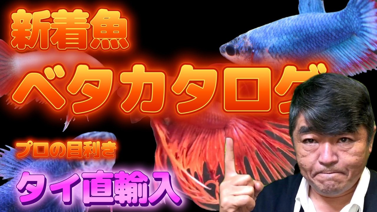 【創業40周年】24時間ベタの映像とBGM　2026年2月28日