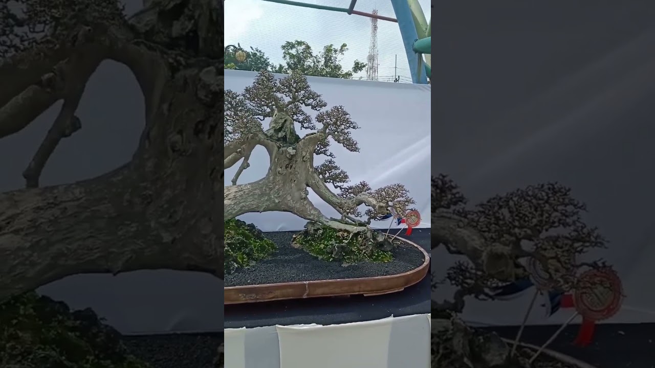 Bonsai Serut Setelah Pruning ❗Inspirations