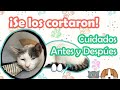 Cuidados de tu Mascota Antes y Después de la Esterilización para una Pronta Recuperación 🐶😺👩‍⚕️