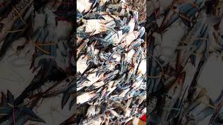 Blue crab | Vanagaram | chennai Fish Market | drliyasaiii97 | mini vlog | shortsvideo shorts