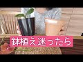 植え替えする前に見る動画【この際はっきり言います】胡蝶蘭の鉢植え