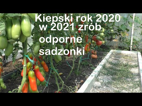 Wideo: Sadzenie pomidorów do sadzonek w 2020 roku według kalendarza księżycowego