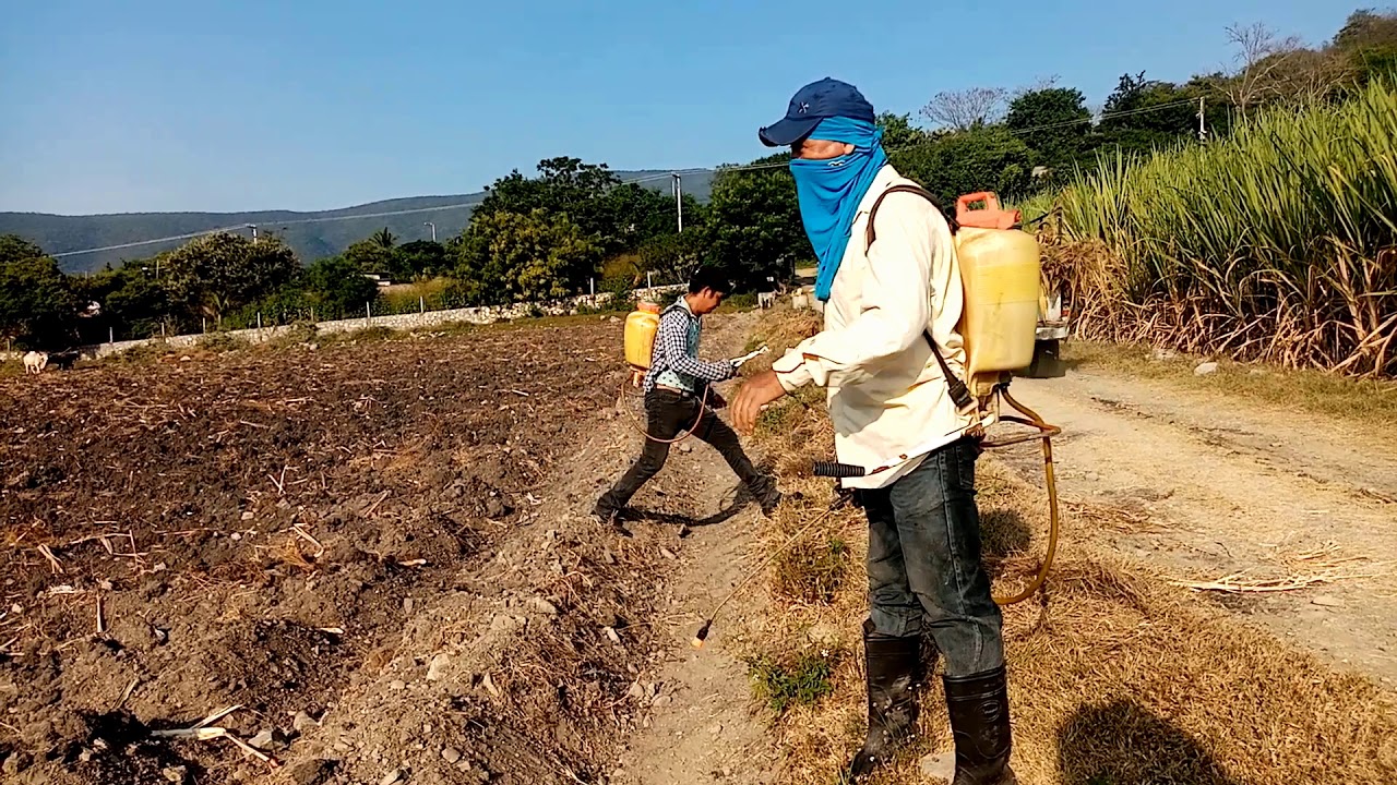 Aplicación de abono, insecticida, enraizador y amacollandor a la siembra de la caña