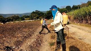 Aplicación de abono, insecticida, enraizador y amacollandor a la siembra de la caña