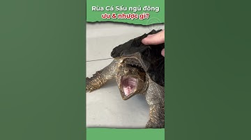 Rùa cá sấu có nên ngủ đông? Ưu và nhược điểm #Alligator #onhachoimotminh