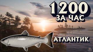 1200 за час | Лосось атлантический | ФАРМ | Архипелаг | Русская Рыбалка 4