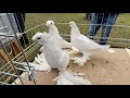 Голуби Tauben Pigeons Узбекские двухчубые Kettenkamp