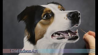 Painting a realistic Border Collie in acrylic..