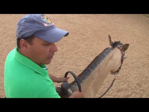 Vídeo: Como usar corretamente uma colheita de equitação