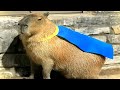 Ok i pull up capybara