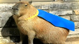 ok i pull up capybara Resimi