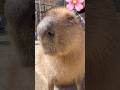 むちむち揺れるカピバラ#capybara #カピバラさん #cute