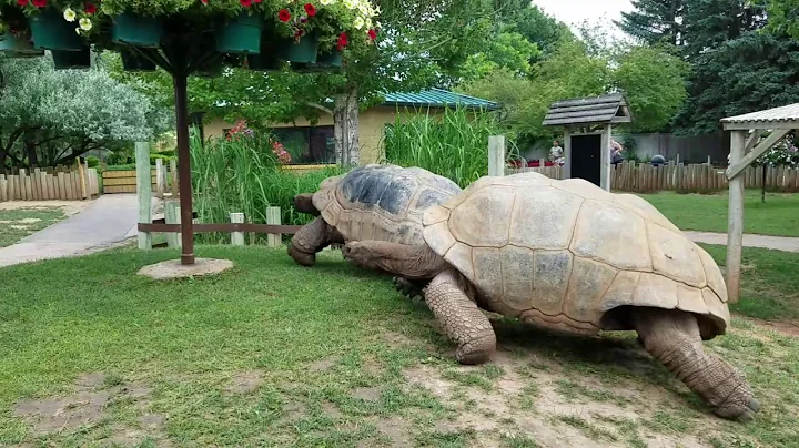 Giant Tortoises at Full Speed - DayDayNews